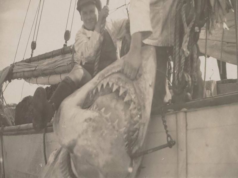 Axel Stenross Maritime Museum 14 Ft Shark Caught 1926